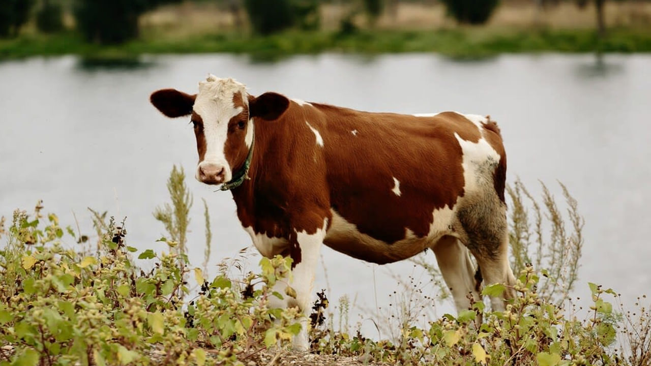 ఆవులు, బల్లులు, హిజ్రాలు 
దీపావళి శుభ సందర్భంగా ఆవులు, బల్లులు , హిజ్రాలను చూడటం శుభప్రదంగా పరిగణించబడుతుంది. దీపాల పండుగ శుభ సందర్భంగా  వీటిని చూడటం మీకు మంచి సమయం ప్రారంభమవుతుందని చెప్పకనే చెబుతుందట. మీ జీవితంలో సానుకూల శక్తి పెరుగుదలను కూడా సూచిస్తుంది.