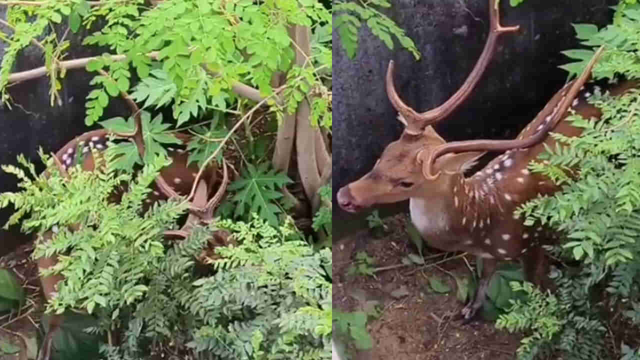 Watch Video: దారి తప్పి జనావాసాల్లోకి వచ్చిన దుప్పి.. ఆ తర్వాత ఏం జరిగిందో తెలుసా..?