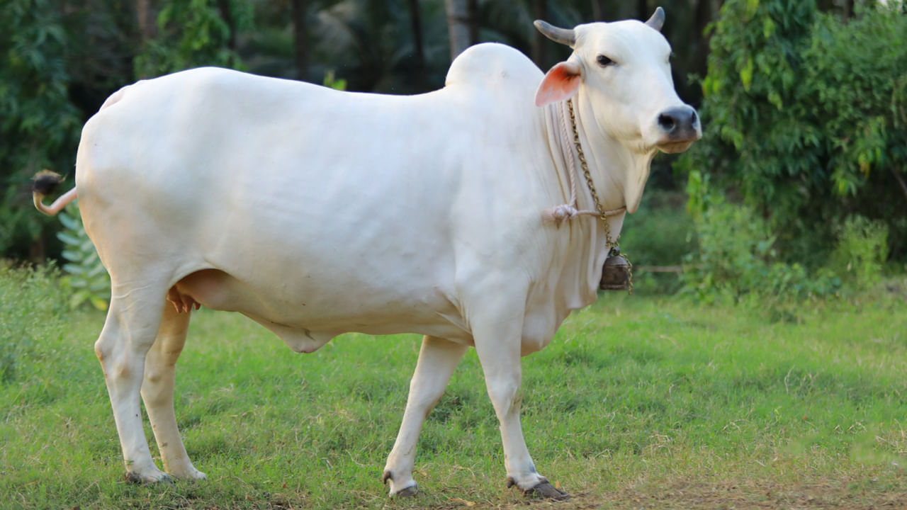 ఒక వేళ పండగకు ముందు మీ కలలో ఆవు కనిపిస్తే.. అది కూడా శుభ సంకేతమే. ఆ ఆవు ఆ వ్యక్తికి విజయం, ఆర్థిక మెరుగుదల, చట్టబద్ధమైన లాభాలను సూచిస్తుంది. దీని అర్థం మీ ఆర్థిక సమస్యలను సులభంగా పరిష్కరించుకుంటారని