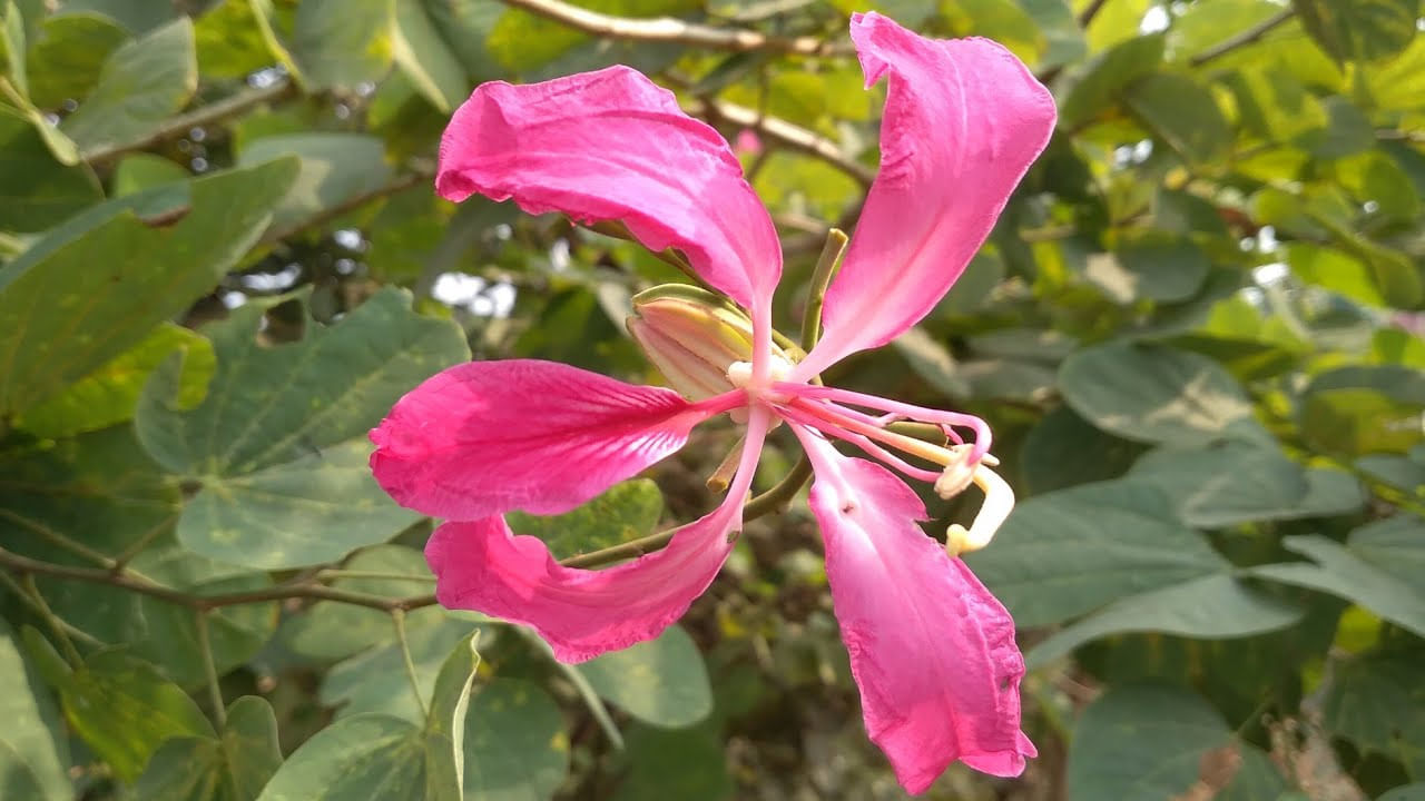 దేవ కాంచన మొక్క పువ్వులు, ఆకులు, చెట్ల బెరడు అన్నీ ఔషధ గుణాలుకలిగి ఉన్నాయి. ఆయుర్వేదంలో డయేరియా, చర్మ వ్యాధులు,  మధుమేహం,  కణితులు, మొలలు వంటిది అనేక వ్యాధులకు ఔషధాలుగా ఉపయోగిస్తారు. 
