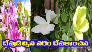 Panipuri: ఉప్పుకప్పురంబు.. పానీ పూరీ తినుటలో తప్పులేదు!