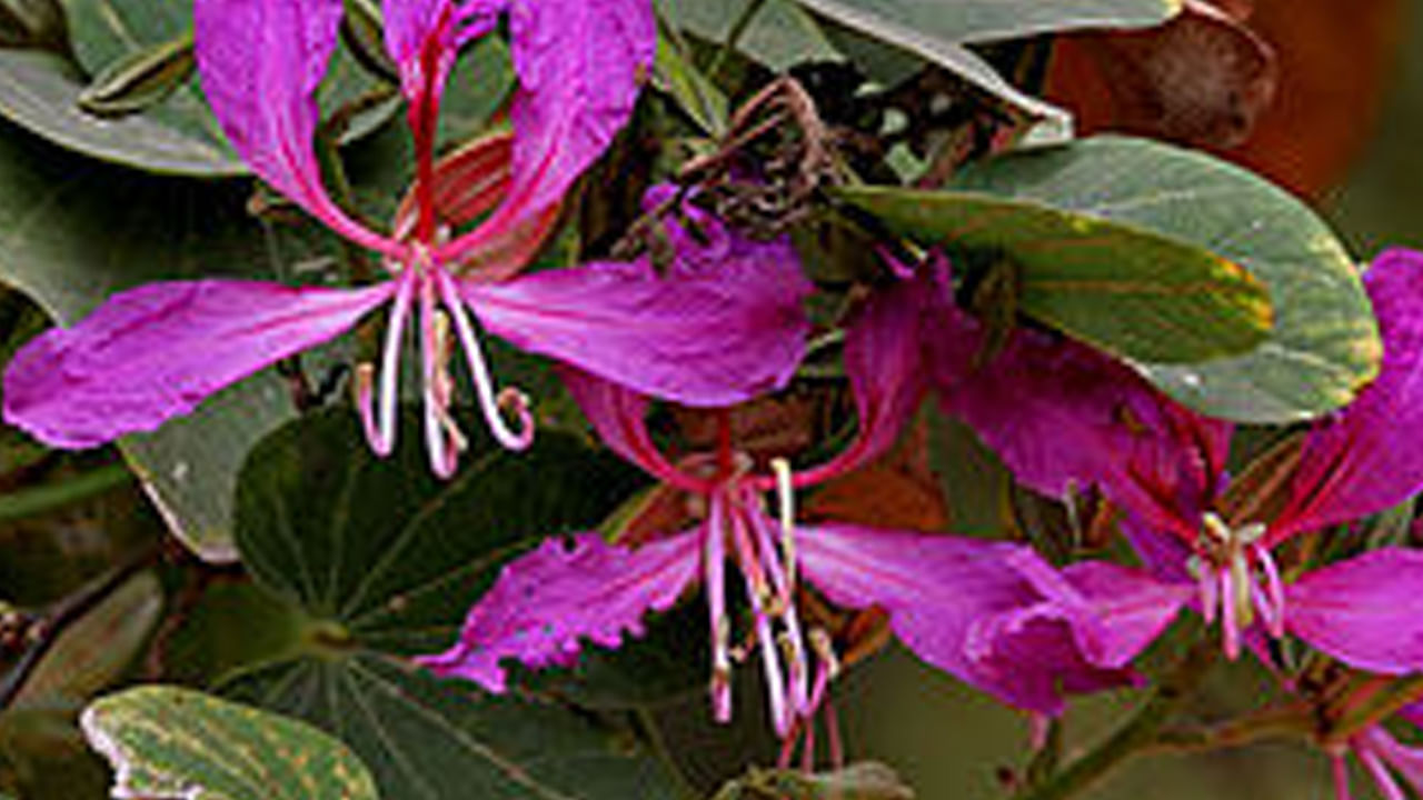  
పార్కులు, వీధులు, పెరడు, దేవాలయ ప్రాంగణాలు ఇలా ఎక్కడ చూసినా అందమైన ఆకులతో.. అంతకంటే అందమైన పువ్వులతో కనిపిస్తుంది. ఈ పువ్వులు శివయ్యకు ఇష్టం.. కనుక శివుడి ఈ పువ్వులతో పూజ చేస్తారు. ఈరోజు దేవకాంచన మొక్క వలన కలిగే ఆరోగ్య ప్రయోజనాలు ఏమిటో పూర్తి వివరాలను తెలుసుకుందాం.
