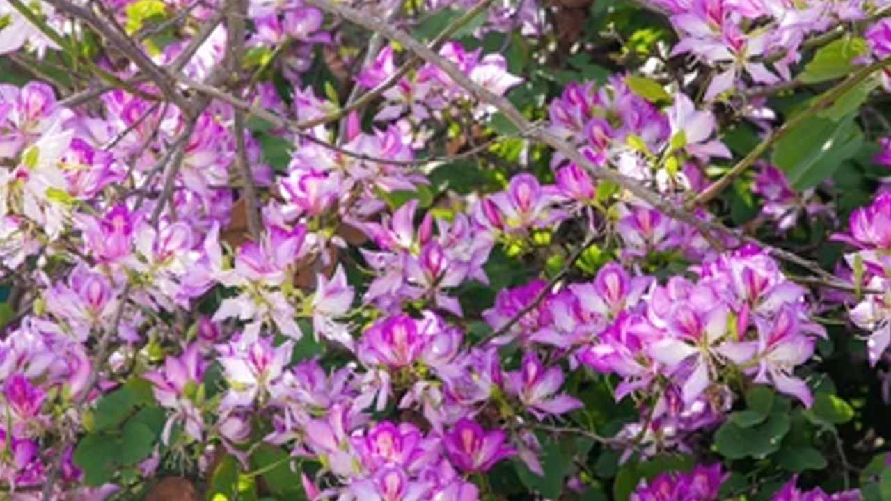 
దేవకాంచన మొక్కకు ఆయుర్వేద చికిత్సల ముఖ్యమైన స్థానం ఉంది. ముఖ్యంగా 12 ఔషధ ప్రయోజనాలున్న మూలికల మొక్క అని అంటారు. పెద్దగా సంరక్షణ అవసరం లేని ఈ మొక్కను మన దేశంలో ఎక్కడ చూసినా రకరకాల రంగుల్లో కనిపిస్తూ అలరిస్తుంది. 
 