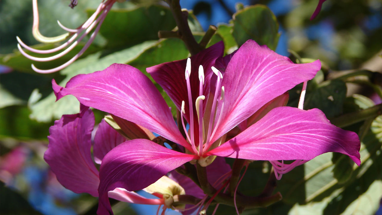 నోటి దుర్వాసన, పూత వంటి సమస్యలతో ఇబ్బంది పడేవారికి ఈ చెట్టు బెరడు మంచి మెడిసిన్. ఈ చెట్టు బెరడు ముక్కని కానీ.. బెరడు పొడిని గ్లాసు నీటిలో వేసి బాగా మరిగించాలి.  తర్వాత ఆ నీటిని వడకట్టి గోరు వెచ్చగా అయ్యాక నోట్లో పోసుకుని పుక్కిలించాలి. ఇలా చేయడం వలన నోటిపూత తగ్గుతుంది. అంతేకాదు నోటి దుర్వాసన సమస్య తగ్గుతుంది. నోరు ఆరోగ్యంగా ఉంటుంది.   
 