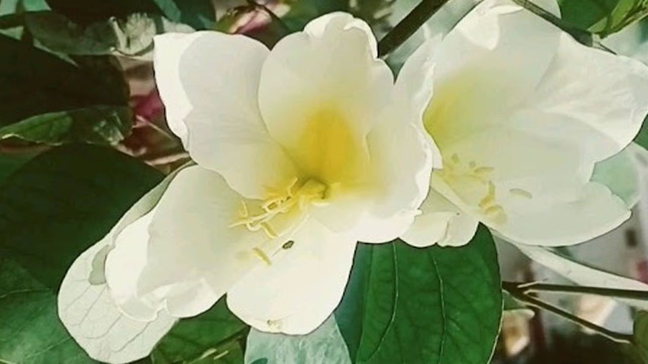 దేవకాంచన మొక్క ఆర్కిడ్‌ పువ్వులను పోలి అందంగా ఉంటాయి.  దేవకాంచన పువ్వులు ఎరుపు, నారింజ, పసుపు, తెలుపు, ఊదా, గులాబీ, లావెండర్ వాటి  రంగుల్లో వికసిస్తాయి. అయితే మనం రెగ్యులర్ గా తెలుపు, లావెండర్, పింక్ వంటి రంగుల పువ్వులనే చూస్తాం.. కొన్ని రంగులు అరుదుగా కనిపిస్తాయి. ఇక చెట్ల ఆకులు కూడా కలిసి ఉంది.. హార్ట్ షేప్ లో అందంగా ఉంటాయి. 
