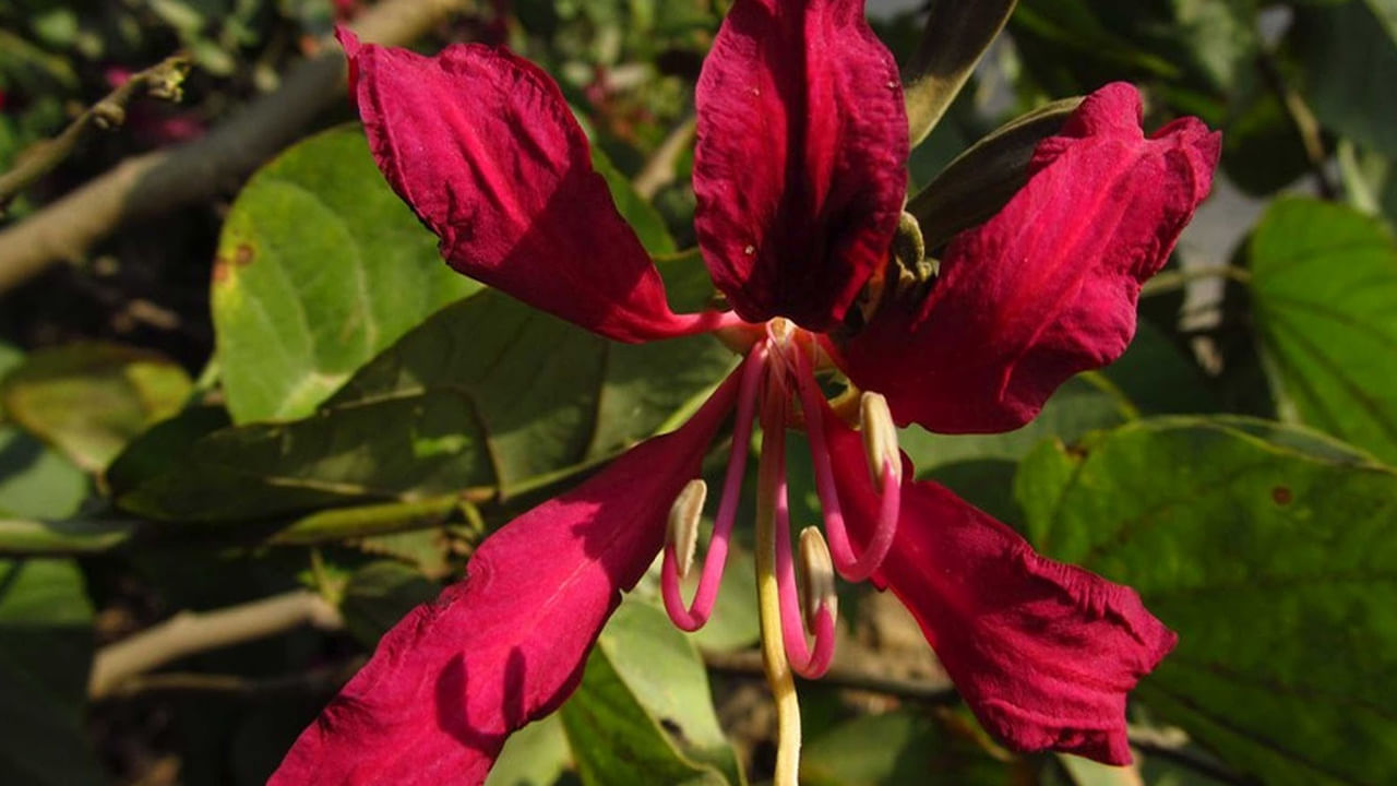 హార్మోన్ల సమస్యలతో ఇబ్బంది పడేవారు ఈ చెట్టు బెరడుని ఒక గ్లాసు నీటిలో వేసి  గ్లాసు నీరు సగం అయ్యేవరకూ బాగా మరిగించాలి. తర్వాత ఈ నీటిలో పటిక బెల్లం వేసుకుని తాగాలి. ఈ నీరు హార్మోన్లు సమతుల్యం అవుతాయి. థైరాయిడ్ గ్రంథి పనితీరు మెరుగుపడుతుంది. 