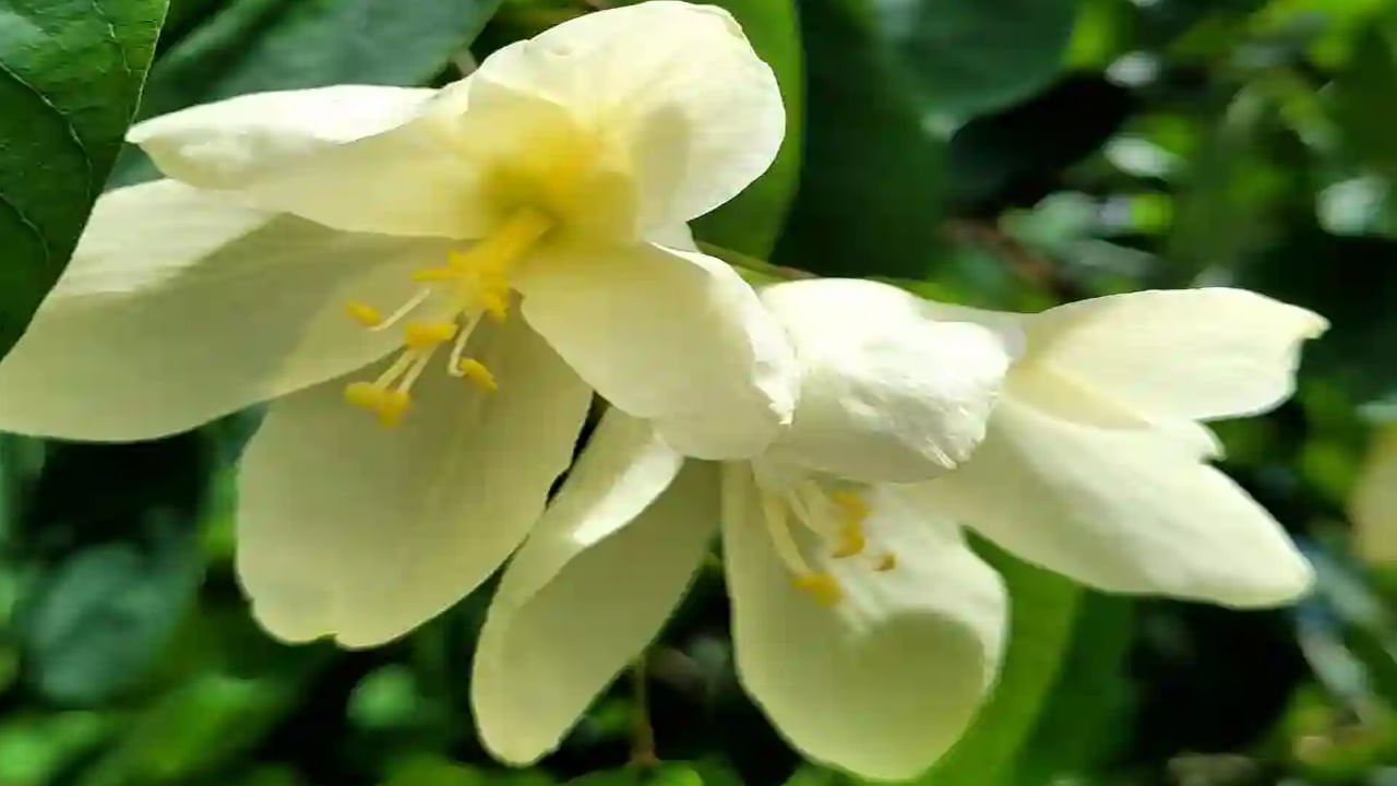 అంతేకాదు ఇప్పుడు ఎక్కడ చూసినా ప్యాటీ లివర్.. కాలేయం వాపు కనిపిస్తున్నాయి. ఇటువంటి సమస్యలున్నవారు.. ఈ చెట్టు బెరడు కషాయం 10-20 గ్రాములు రోజుకు రెండుసార్లు తాగితే  కాలేయ ఆరోగ్యం బాగా మెరుగుపడుతుంది. జుట్టు ఆరోగ్యాన్ని మెరుగుపరచడంలో సహాయపడతాయి.