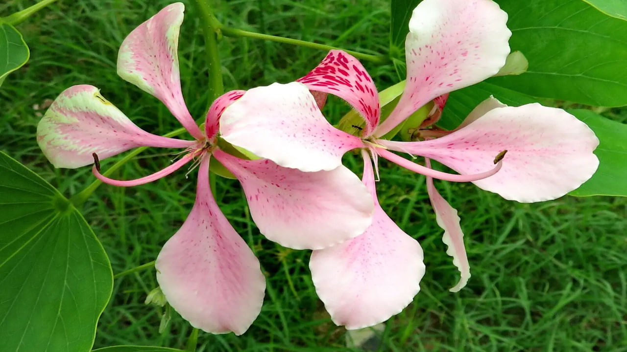 దేవకాంచన ఆకులతో కషాయం చేసుకుని తాగడం వలన తలనొప్పి తగ్గుతుంది. ఈ ఆకులను ముద్దగా నూరి రసం తీసి పుండ్లు, గాయాలు ఉన్నచోట అప్లై చేస్తే అవి తగ్గుతాయి. గజ్జి, దురద, తామర వంటి చర్మ సంబంధిత సమస్యలకు కూడా ఈ ఆకుల రసం చక్కటి మెడిసిన్. (NOTE: ఇందులోని అంశాలు కేవలం అవగాహన కోసం మాత్రమే. నిపుణులు అందించిన సమాచారం ప్రకారం ఇక్కడ తెలియజేయడమైనది. ఆరోగ్యరీత్యా ఎలాంటి సమస్యలు ఉన్నానేరుగా వైద్య నిపుణులను సంప్రదించడం మంచిది)
 
