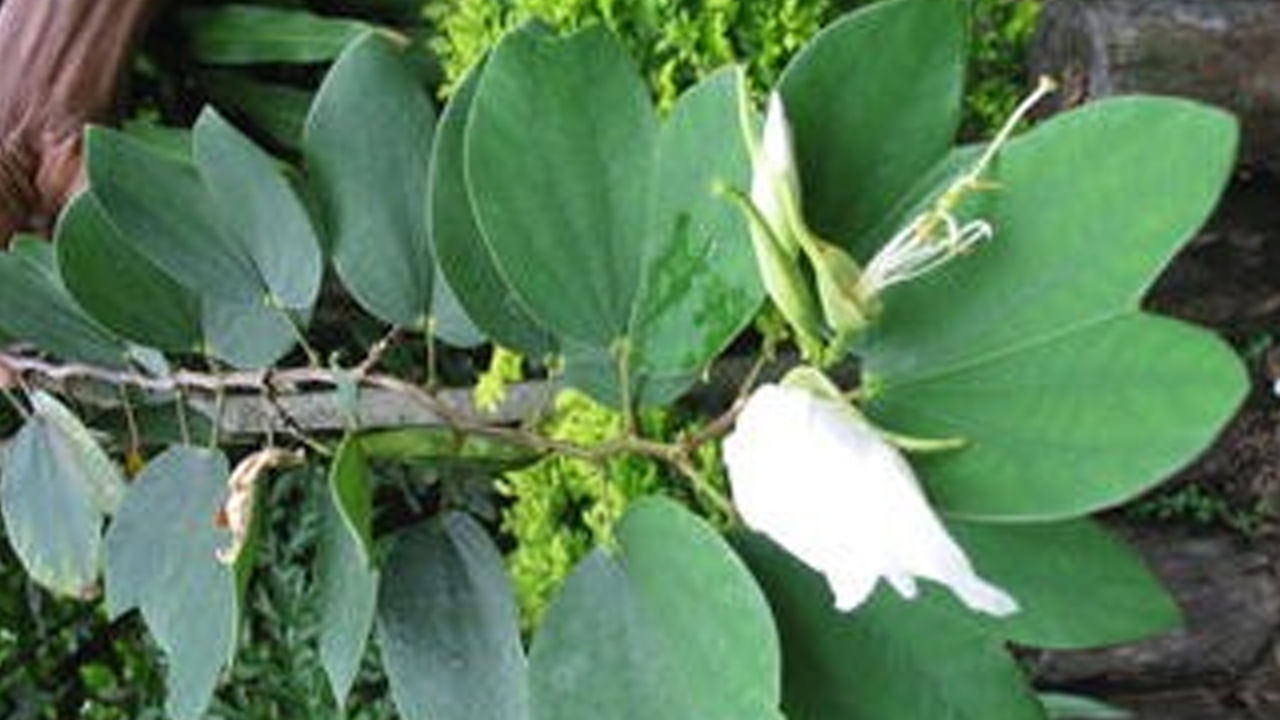 దేవకాంచన ఎండిన పువ్వులు పైల్స్ సమస్యకు చక్కటి పరిష్కారం. ఈ చెట్టు పువ్వులను సేకరించి ఎండబెట్టి దంచి పొడి చేసుకోవాలి. ఈ పూల పొడికి సమాన మోతాదులో పటిక బెల్లం కలిపి గాజు సీసాలో నిల్వ చేసుకోవాలి. ప్రతిరోజు ఈ పొడిని అరచెంచా మోతాదులో రోజుకు రెండుసార్లు తీసుకుంటే మొలలు తగ్గుతాయి.