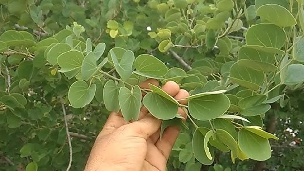 మూత్రాశయ సమస్యలతో ఇబ్బంది పడే వారు అంటే మూత్రంలో మంట, ఇన్ఫెక్షన్ వంటి సమస్యలతో ఇబ్బందిపడేవారు ఈ చెట్టు బెరడుని కొన్ని కొన్ని ధనియాలను ఒక గ్లాసు నీటిలో వేసి.. సగం నీరు అయ్యే వరకూ మరగించాలి. ఈ నీరు చల్లారిన తర్వాత అందులో పటిక బెల్లం కలుపుకుని తాగాలి. ఇలా చేయడం వలన మూత్రాశయ సమస్యల నుంచి ఉపశమనం లభిస్తుంది. 
