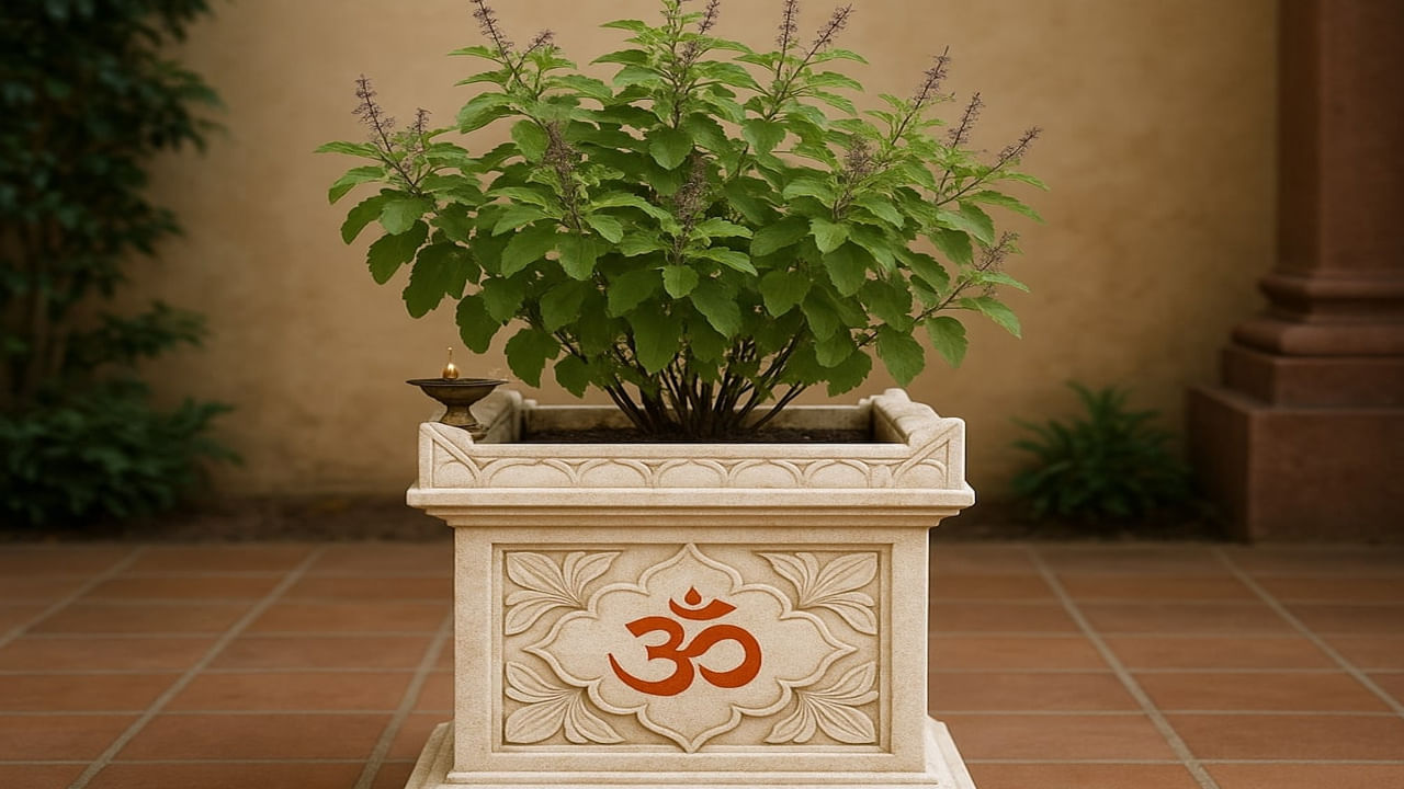 తులసి మొక్క హిందూ సంస్కృతిలో పవిత్రమైన మొక్కలలో ఒకటి. ఇది పర్యావరణాన్ని శుద్ధి చేస్తుంది. ప్రతికూలతను తొలగిస్తుంది. మంచి ఆరోగ్యం , ఆనందాన్ని కలుగజేస్తుంది. ఈ తులసి మొక్కను దీపావళికి ముందు మీ ఇంటి ఈశాన్య మూలలో ఉంచండి.
