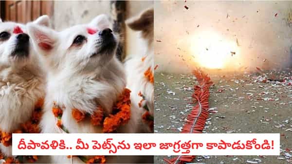 Pet Safety: టపాసుల భయం.. పెట్ లవర్స్ కు వెటర్నిటీ వైద్యులు ఇస్తోన్న సేఫ్టీ టిప్స్ ఇవే..