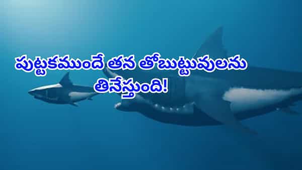 బాబోయ్.. ఇదో భయంకర జీవి.. పుట్టకముందే తోబుట్టువులు, తల్లీని తినేస్తుంది..!