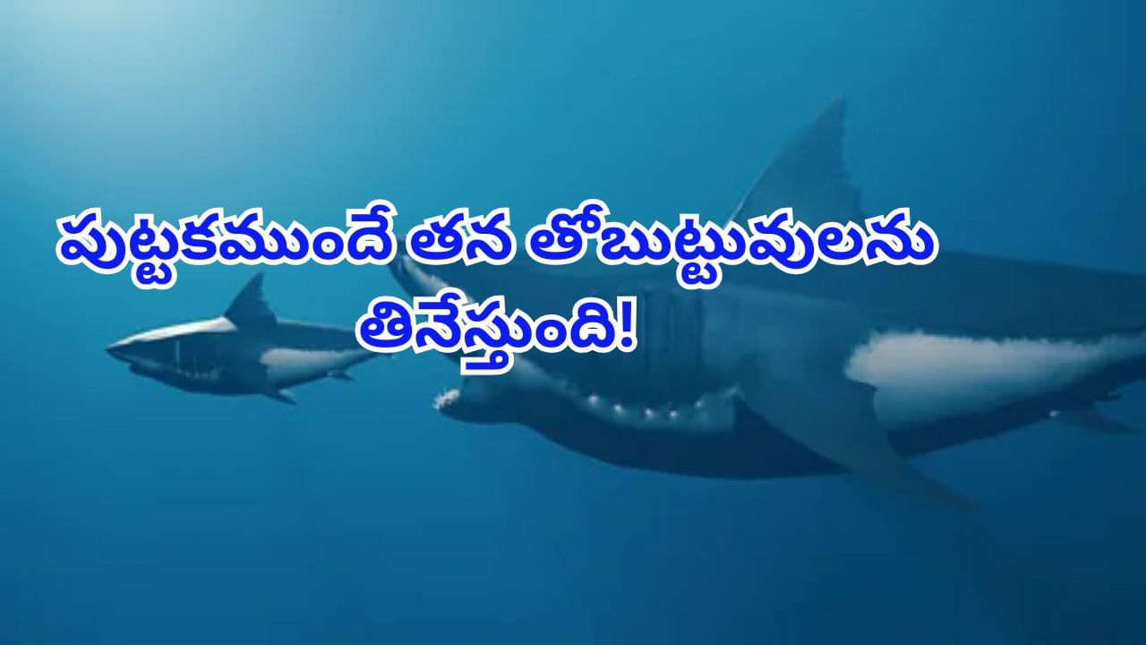 బాబోయ్‌.. ఇదో భయంకర జీవి.. పుట్టకముందే తోబుట్టువులు, తల్లీని తినేస్తుంది..!
