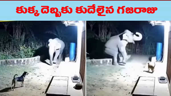 చూశారా ఈ చిత్రం..! కుక్కను చూసి భీతిల్లిన ఏనుగు.. వీడియో వైరల్..!