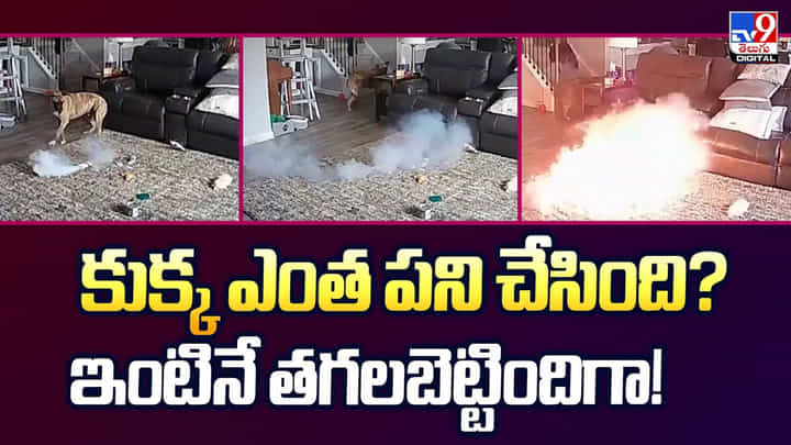 కుక్క ఎంత పని చేసింది? ఇంటినే తగలబెట్టిందిగా వీడియో కుక్క ఎంత పని చేసింది? ఇంటినే తగలబెట్టిందిగా వీడియో
