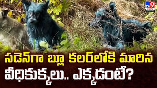 ఆ కుటుంబాన్ని రోడ్డు ప్రమాదాలు వెంటాడుతున్నాయా ??