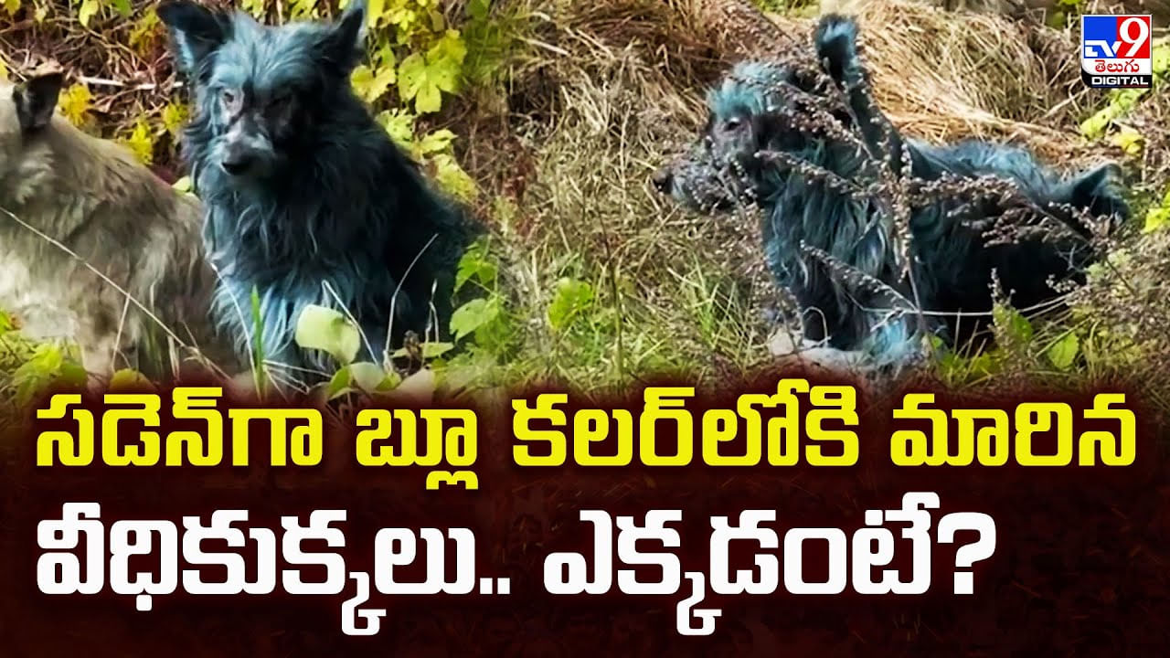 సడెన్‌గా బ్లూ కలర్‌లోకి మారిన వీధికుక్కలు.. ఎక్కడంటే ??