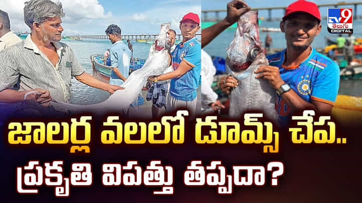 జాలర్ల వలలో డూమ్స్ చేప.. ప్రకృతి విపత్తు తప్పదా జాలర్ల వలలో డూమ్స్ చేప.. ప్రకృతి విపత్తు తప్పదా