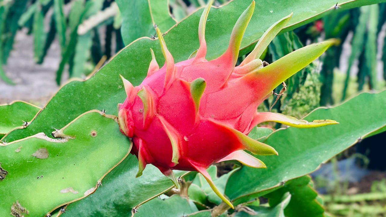 బీటా కెరోటిన్, లైకోపీన్ అనే మూలకాలు డ్రాగన్ ఫ్రూట్‌లో కనిపిస్తాయి. ఈ మూలకాలను ఆహారంలో తీసుకునే వ్యక్తులకు, వారి శరీరంలో క్యాన్సర్ వంటి ప్రమాదకరమైన వ్యాధి వచ్చే అవకాశాలు చాలా వరకు తగ్గుతాయి. దీని నుండి కూడా మీరు డ్రాగన్ ఫ్రూట్ మన శరీరంలోని కణాలను ఆరోగ్యంగా ఉంచడంలో సహాయపడుతుంది.