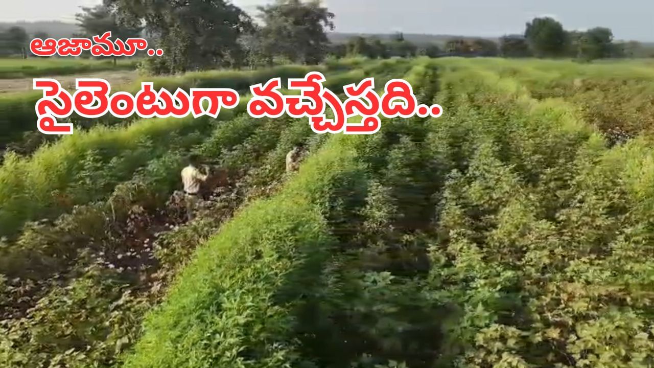 అంతా గప్‌చుప్ అనుకునేరు.. సైలెంట్‌గా డ్రోన్ వచ్చేస్తది.. ఆ తర్వాత దబిడి దిబిడే.. – Telugu News | Police Drones Catch Hidden Ganja: Telugu States Crackdown on Cannabis Cultivation Watch Video
