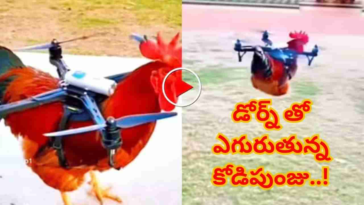 Viral Video : పిచ్చి పరాకాష్టకు చేరడం అంటే ఇదే.. రీల్స్ కోసం కోడిని ఏం చేశారంటే..