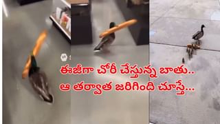Viral Video: అది ఆటో కాదు మిత్రమా.. కదిలే తోట కదూ… ఆ ఆటో డ్రైవర్‌ టాలెంట్‌కు నెటిజన్స్‌ ఫిదా