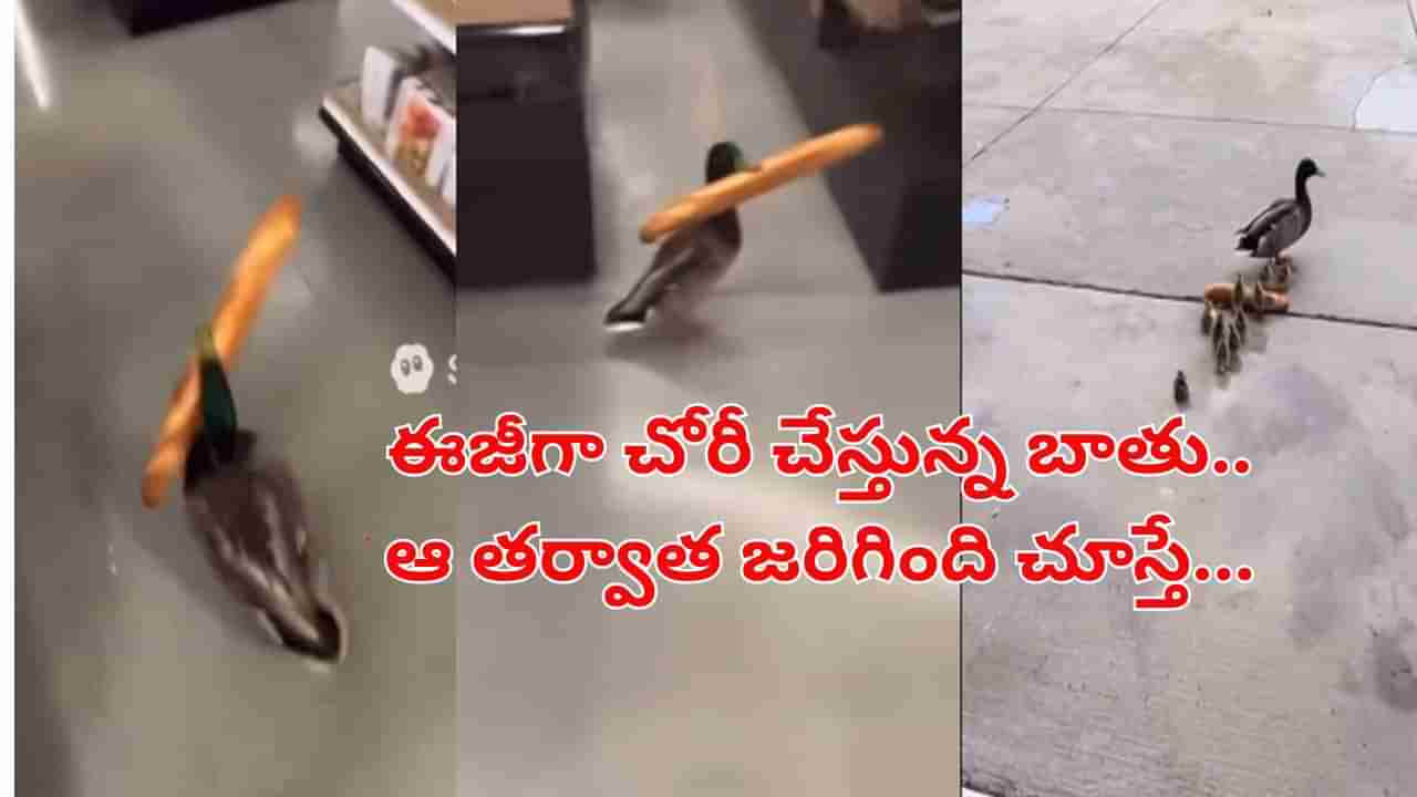 Viral Video: వార్నీ..ఈ బాతు ఎంత దొంగదంటే.. ఏకంగా సూపర్ మార్కెట్కు కన్నం వేసింది.. కట్చేస్తే..