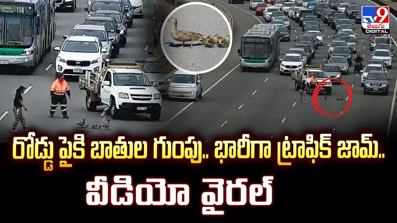 రోడ్డు పైకి బాతుల గుంపు.. భారీగా ట్రాఫిక్‌ జామ్‌.. వీడియో వైరల్‌