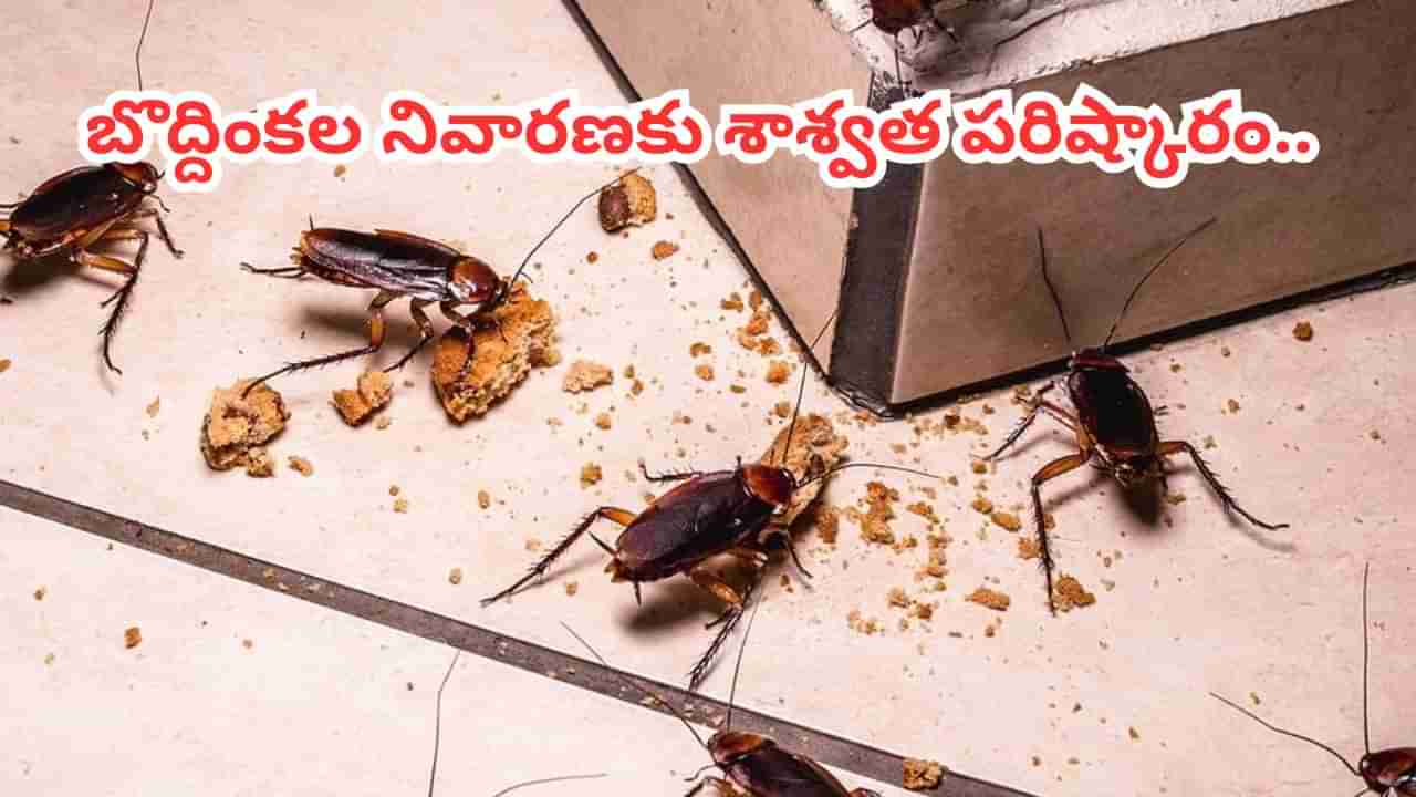 బొద్దింకలతో విసిగి పోయారా ? ఇక చాలు.. ఇలా చేస్తే శాశ్వత పరిష్కారం..!