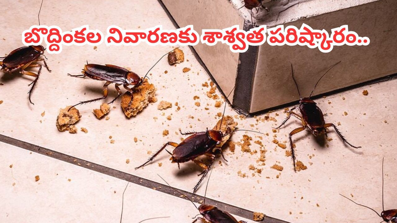 బొద్దింకలతో విసిగి పోయారా ? ఇక చాలు.. ఇలా చేస్తే శాశ్వత పరిష్కారం..!