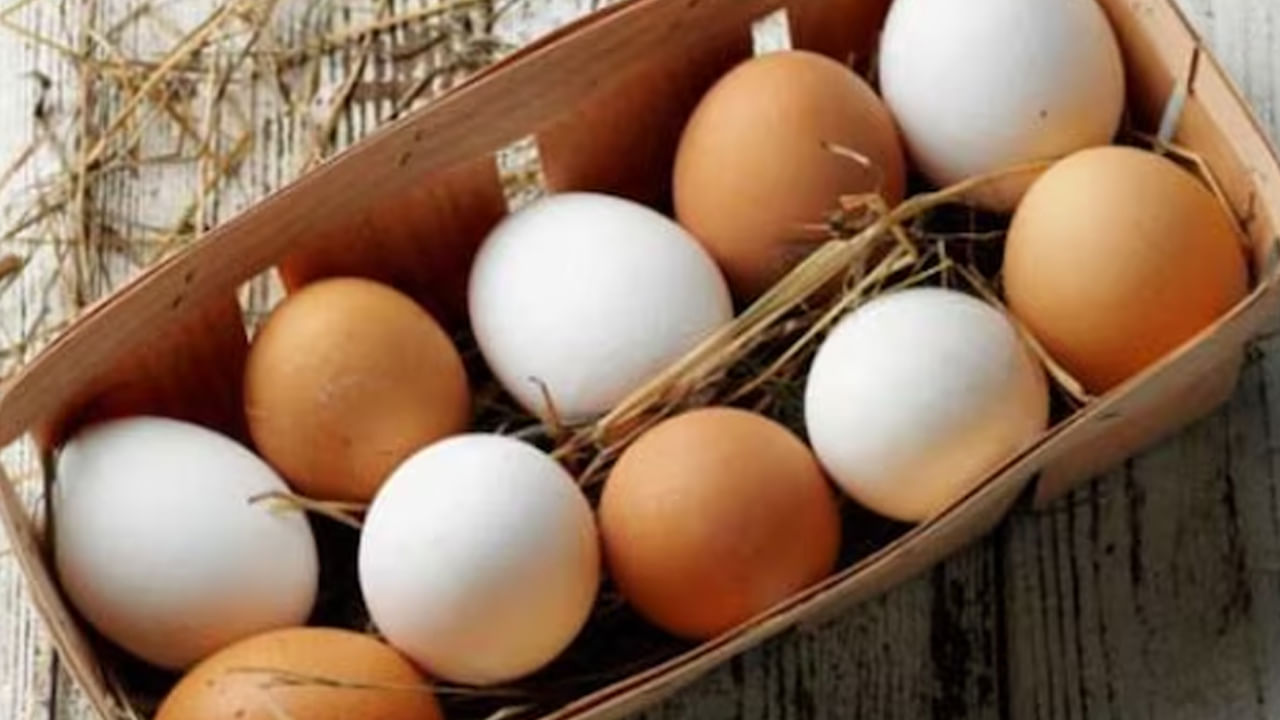 కాబట్టి గుడ్డు పై ఉండే పెంకు రంగుల తేడాను చూసి, అనుమాన పడాల్సిన పని లేదు. ముఖ్యంగా గుడ్డులో పోషకాల తేడా అనేది ఎక్కువగా, ఆ కోడి వయసు, తినే ఆహారం వంటి వాటిపై ఆధారపడి ఉంటుంది. దాదాపు ఏ గుడ్డులోనైనా పోషకాల్లో తేడా ఉండదు అని చెబుతున్నారు నిపుణులు.