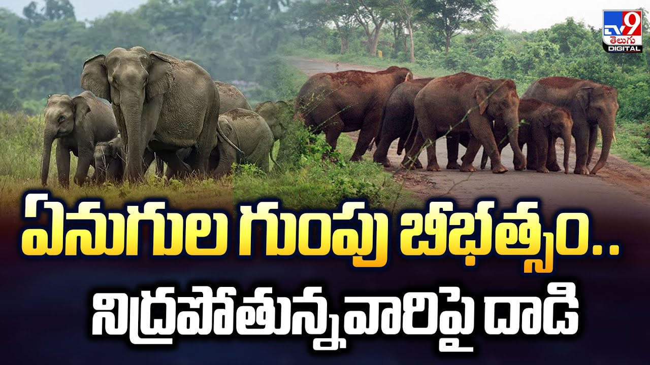 ఏనుగుల గుంపు బీభత్సం.. నిద్రపోతున్నవారిపై దాడి