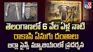 దహాడీ వేడుకల్లో.. వాతల వైద్యం ఒక్క చురుకుతో.. ఏ రోగమైనా పరార్