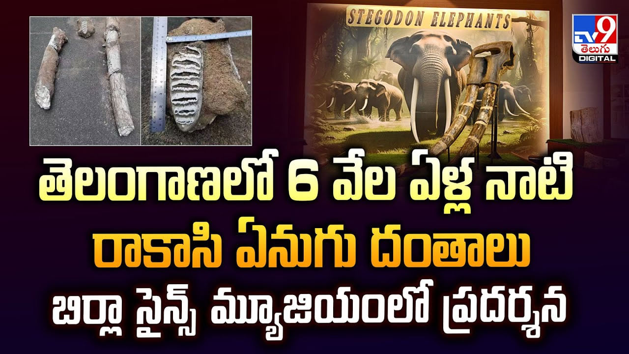 తెలంగాణలో రాకాసి ఏనుగు శిలాజం.. బిర్లా సైన్స్‌ మ్యూజియంలో ప్రదర్శన