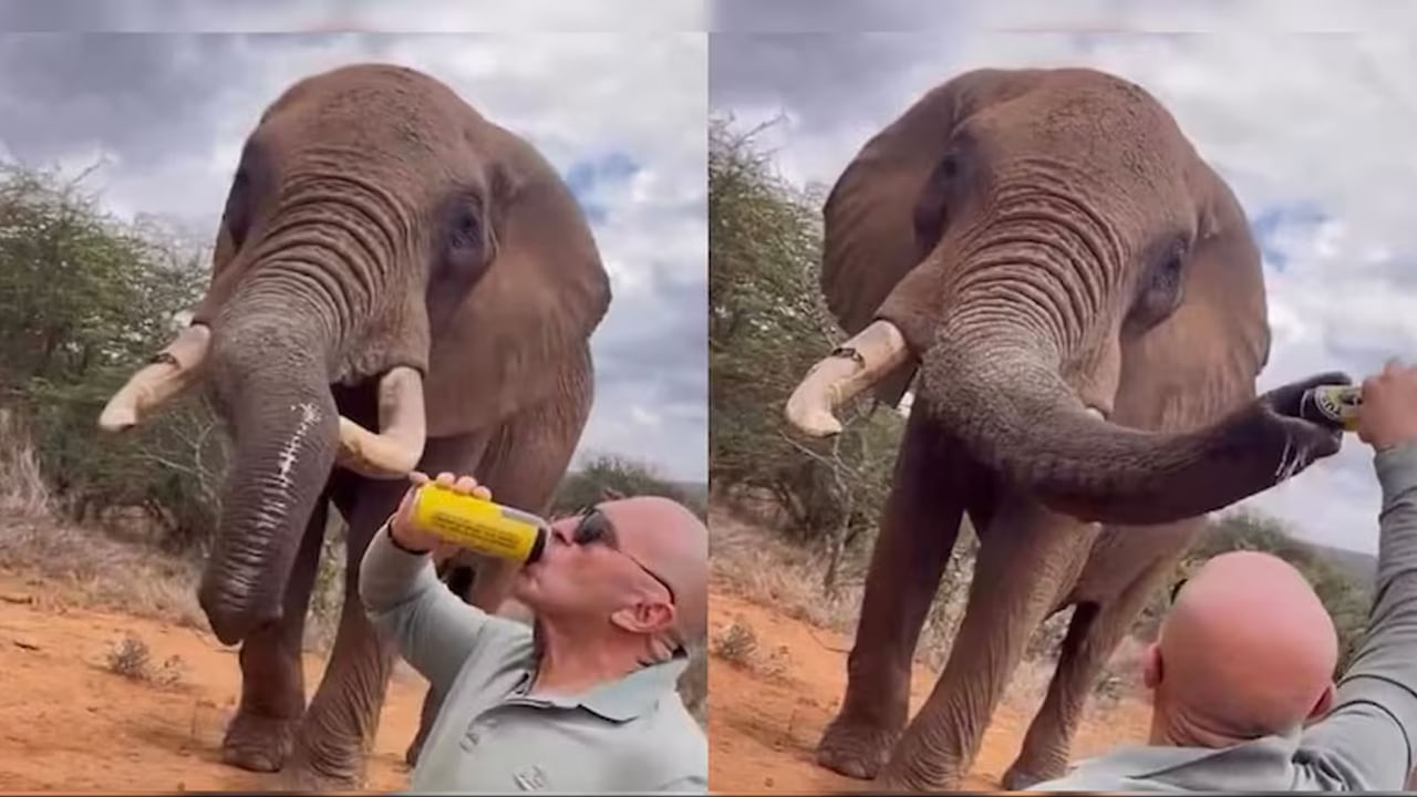 ఒక ఏనుగు ఒకేసారి 150 నుంచి 30 కిలోల ఆహారాన్ని తింటుంది. అలాగే ఒక ఏనుగు పిల్ల ఒకేసారి 10 నుండి 12 లీటర్ల పాలు తాగుతుంది. ఇలా ఆహారం తిన్న తర్వాత ఒక ఏనుగు ఒకేసారి 10 నుంచి 14 లీటర్ల నీరు తాగుతుంది.