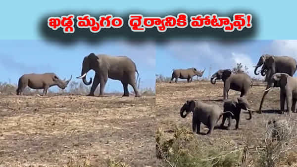 కదనరంగంలోకి దిగాక తగ్గేదే లే.. ఏనుగుతో పోరులో వెనక్కు తగ్గని ఖడ్గమృగం!