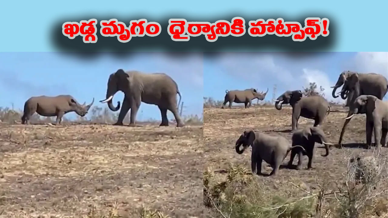 కదనరంగంలోకి దిగాక తగ్గేదే లే.. ఏనుగుతో పోరులో వెనక్కు తగ్గని ఖడ్గమృగం!