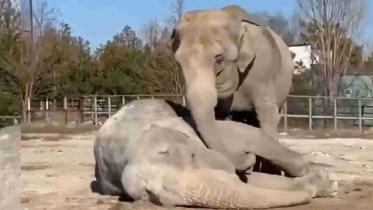 Viral Video: తన సహచరుడి మృతిని జీర్ణించుకోలేక మేల్కొపడానికి ఆడ ఏనుగు విఫల యత్నం.. కన్నీరు పెట్టిస్తోన్న వీడియో