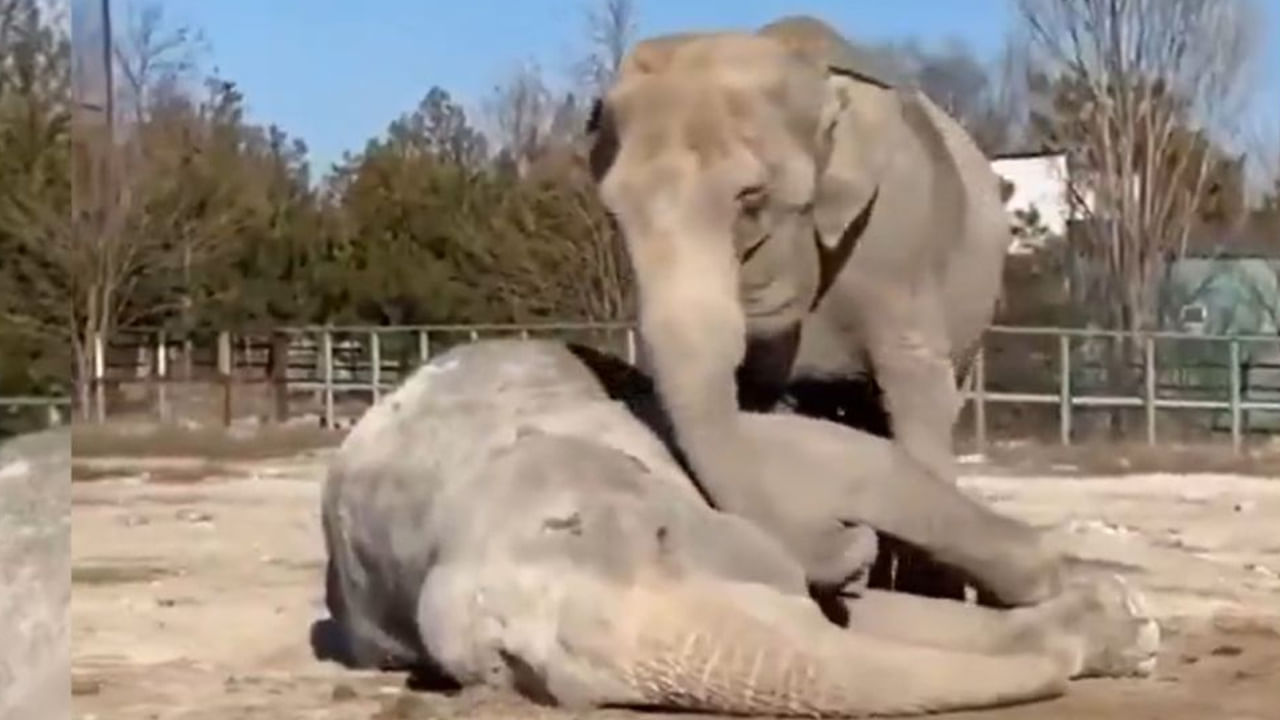 Viral Video: తన సహచరుడి మృతిని జీర్ణించుకోలేక మేల్కొపడానికి ఆడ ఏనుగు విఫల యత్నం.. కన్నీరు పెట్టిస్తోన్న వీడియో