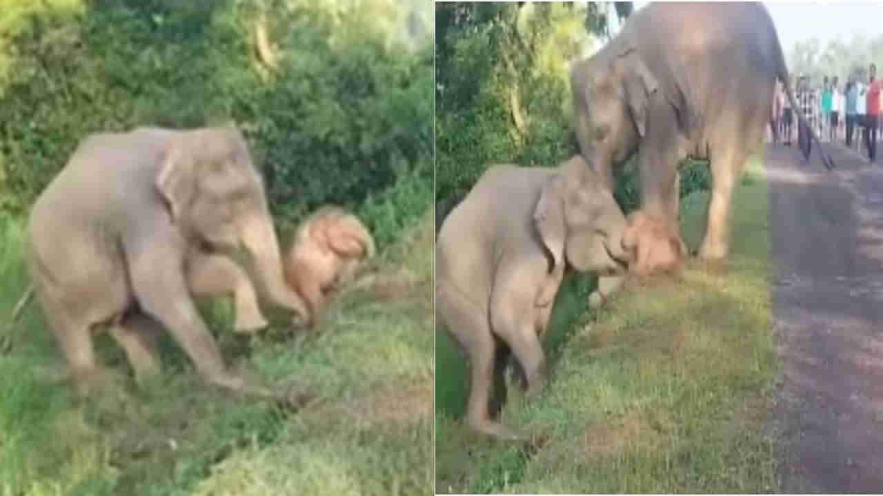 వాలుని ఎక్కలేక తిప్పలు పడుతున్న గున్న ఏనుగు.. కవచంగా మారిన తల్లి ఏనుగు..