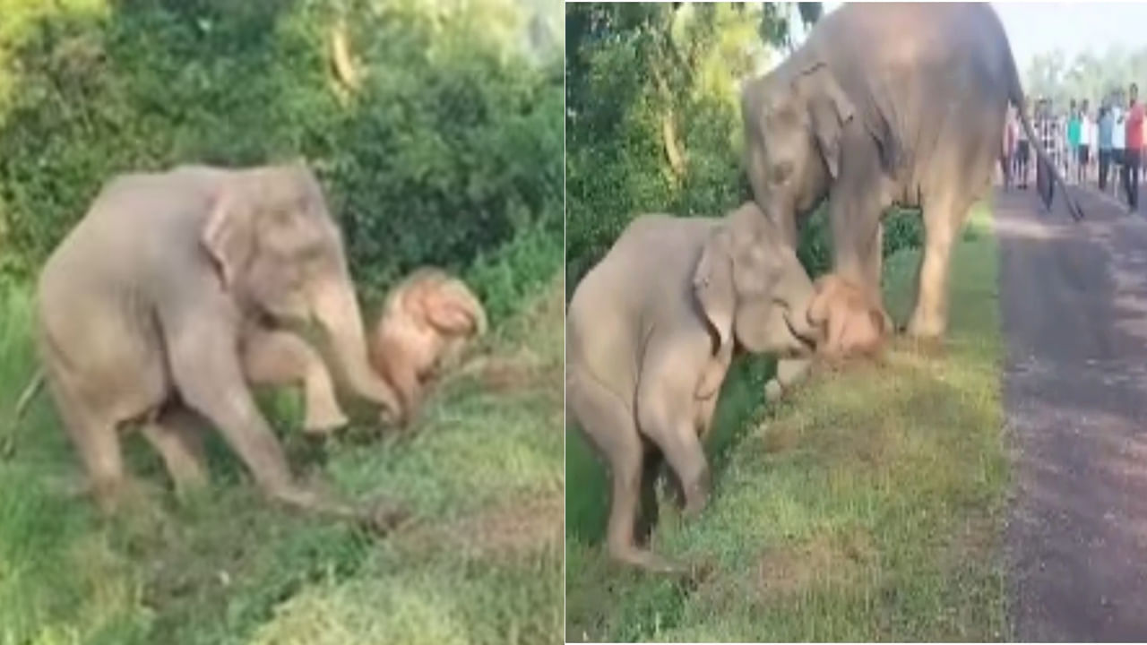 వాలుని ఎక్కలేక తిప్పలు పడుతున్న గున్న ఏనుగు.. కవచంగా మారిన తల్లి ఏనుగు..