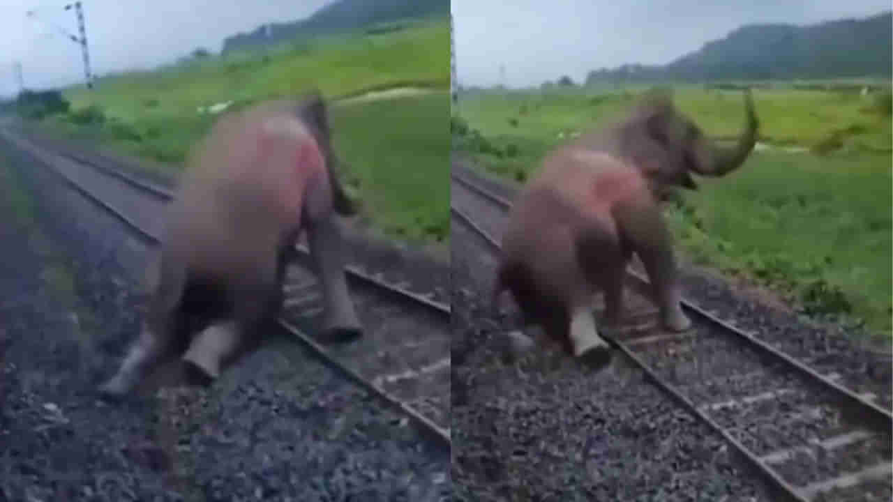 Viral Video: ట్రైన్ ఢీకొని గాయపడిన ఏనుగు.. పట్టాల పక్కన నొప్పితో విలవిలా..