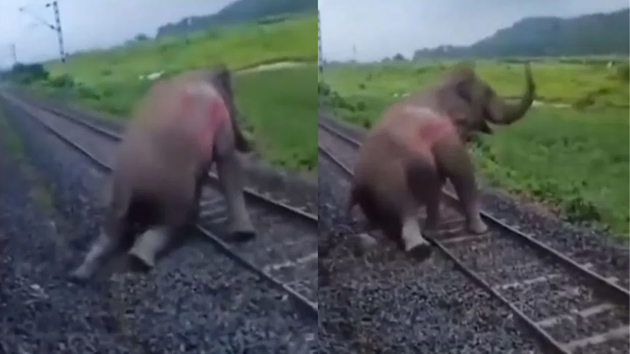 Viral Video: ట్రైన్ ఢీకొని గాయపడిన ఏనుగు.. పట్టాల పక్కన నొప్పితో విలవిలా..