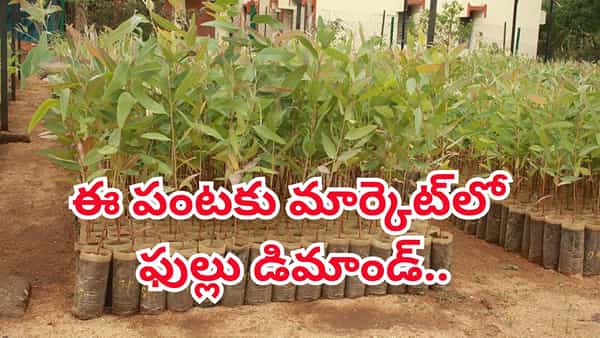 మీరు త్వరగా ధనవంతులు కావాలనుకుంటే ఈ మొక్కలు పెంచండి..! మార్కెట్లో ఫుల్లు డిమాండ్..