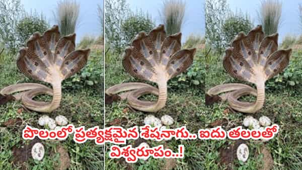 Watch: రైతు పొలంలో ప్రత్యక్షమైన శేషనాగు.. ఐదు తలలతో విశ్వరూపం..! వీడియో వైరల్..