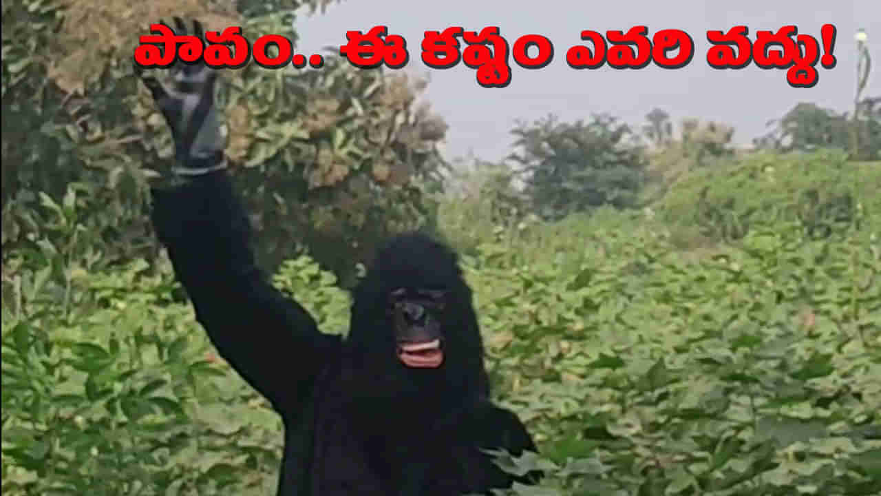 పంటను కాపాడుకోవడం కోసం మానవ ప్రయత్నాలు.. కొత్త అవతారమెత్తిన రైతు..!