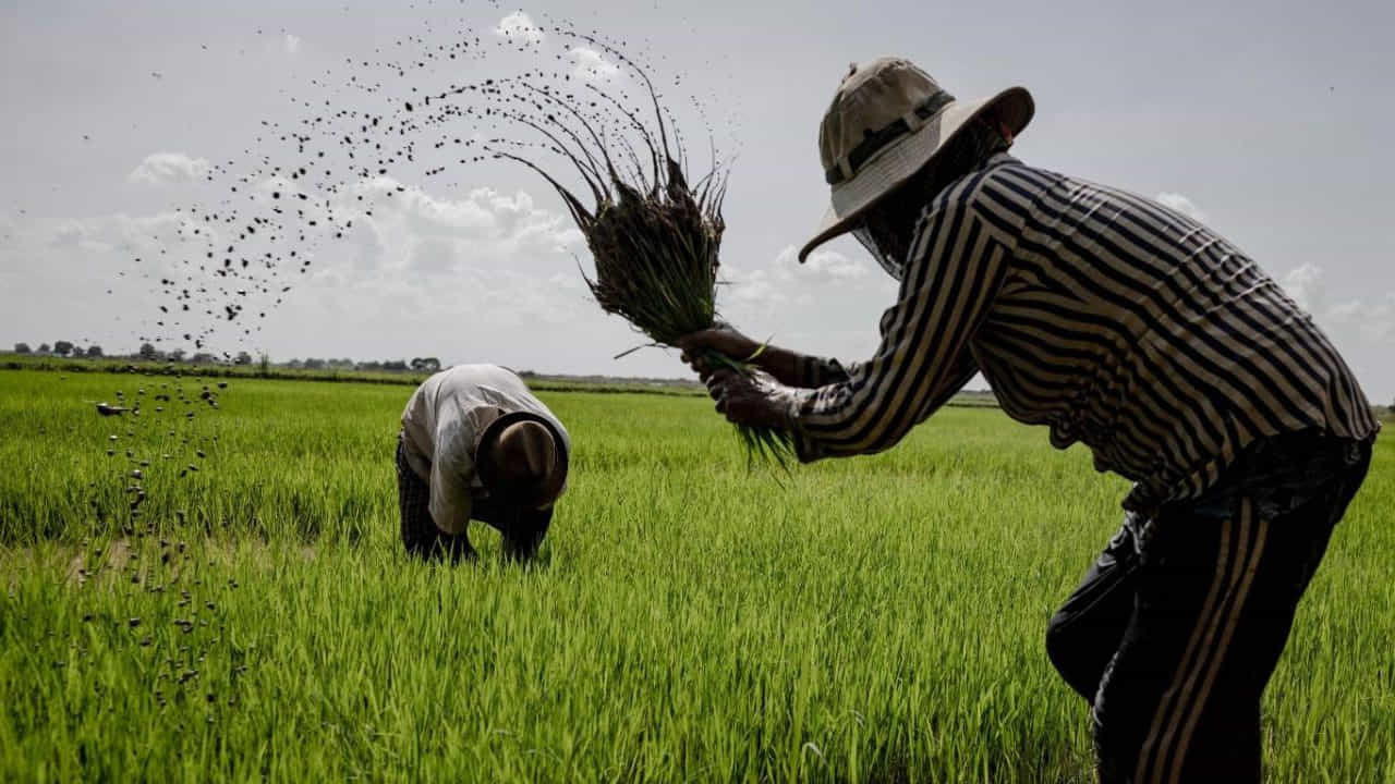 ప్రధాన్ మంత్రి ధన్ ధాన్య కృషి యోజన కింద దేశవ్యాప్తంగా 100 వెనుకబడిన, తక్కువ ఉత్పత్తి ఉన్న జిల్లాల్లో వ్యవసాయాన్ని ప్రోత్సహించడానికి, రైతుల ఆదాయాన్ని మెరుగుపరచడానికి అనేక చర్యలు తీసుకోనున్నారు.