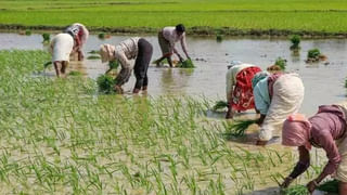 బాబోయ్‌.. ఇలాంటి బంగాళాదుంపలు తిన్నారంటే.. మీ బతుకు బంగాళాఖాతమే..! మర్చిపోకండి..