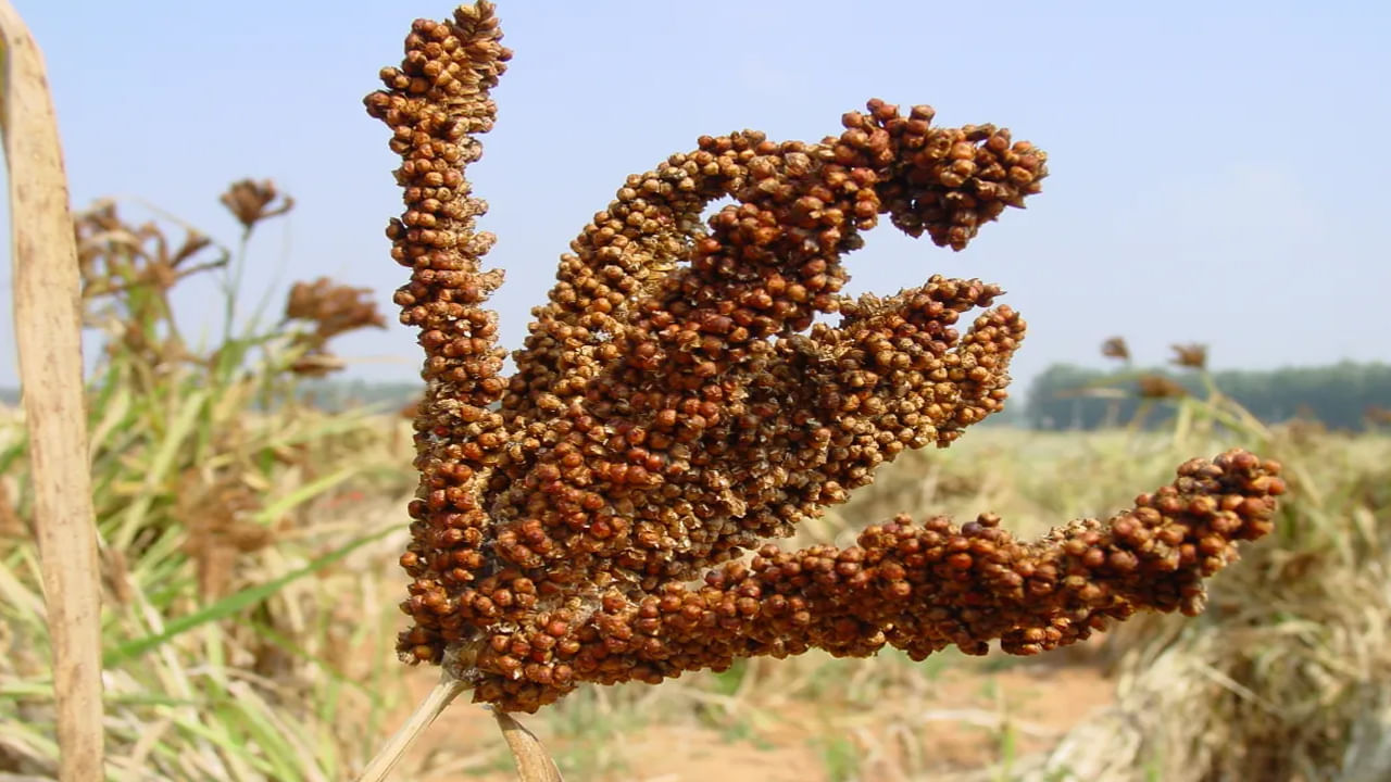 రాగులను తరచుగా తీసుకోవడం వల్ల మధుమేహం వచ్చే ప్రమాదం తగ్గుతుంది. ఎందుకంటే రాగుల్లో ఫైబర్​ అధికంగా ఉంటుంది. ఇది రక్తంలో చక్కెర స్థాయులను నియంత్రిస్తుంది. ఫైబర్​ సమృద్ధిగా ఉండి, అసంతృప్త కొవ్వులు తక్కువగా ఉండటం వల్ల బరువు నియంత్రణలో ఉంచుకోవాలనుకునే వారికి రాగులు బెస్ట్‌ ఎంపికగా చెబుతున్నారు. 